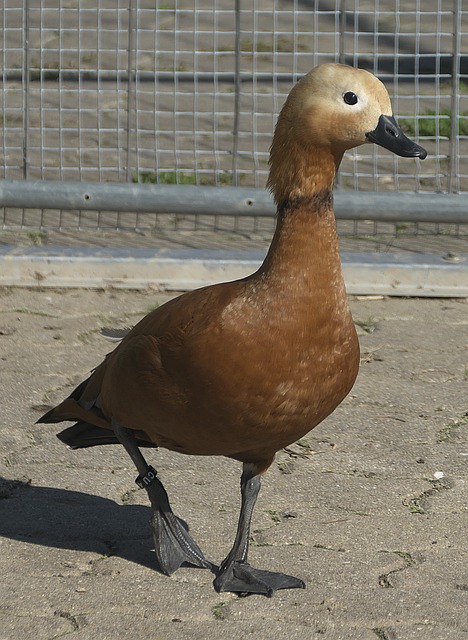 强队